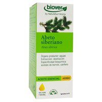 Ae abies sibirica abeto de siberia